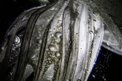 jelly 6
