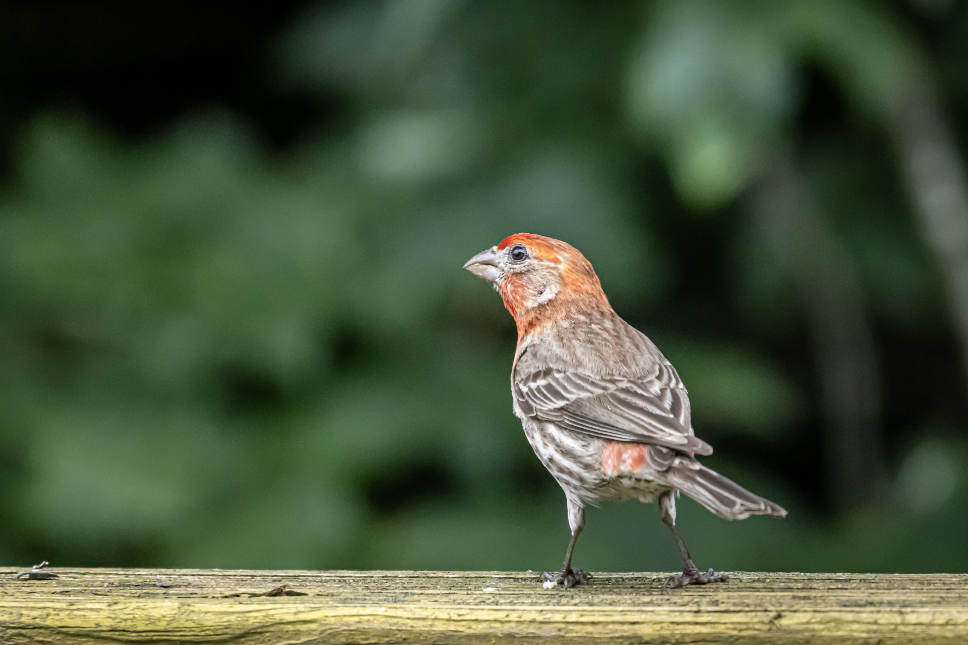 Other Birb Other Birb