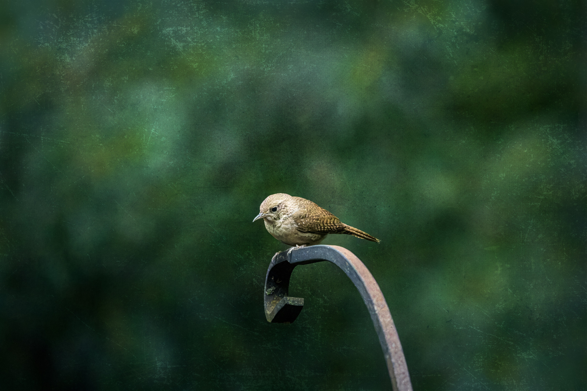 House Wren House Wren