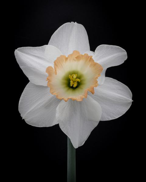 daffodil inclusion