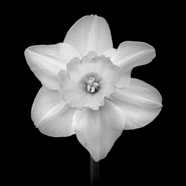 daffodil inclusion, white