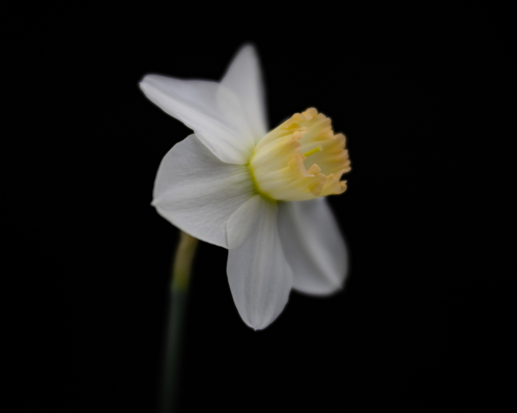 daffodil  7589