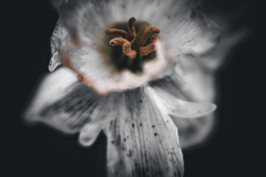 daffodil 8060