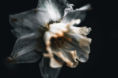 daffodil 8007