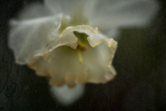daffodil 8004
