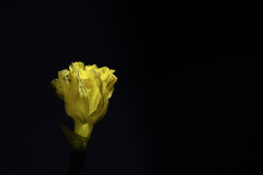 a little yellow light