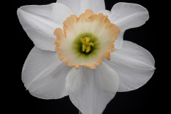 daffodil inclusion