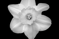 daffodil inclusion, white