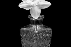 daffodil 7554