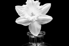 daffodil 7555