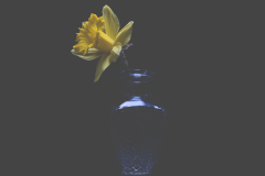 daffodil 7560