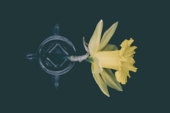 daffodil 7562