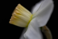 daffodil 7584
