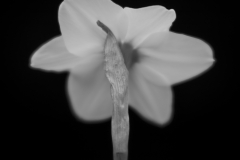 daffodil  7588