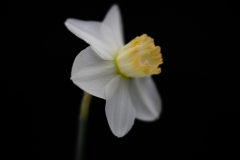 daffodil  7589