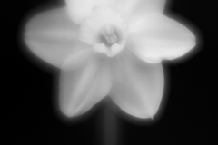 daffodil 7591