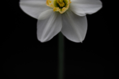 daffodil 7594