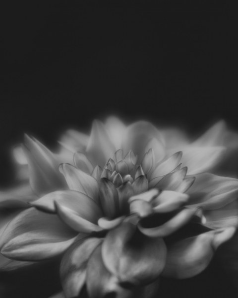 monochrome dahlia fire