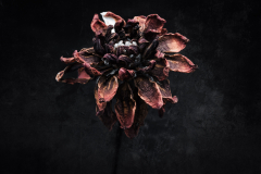 dahlia dried