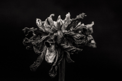 dahlia dried vi