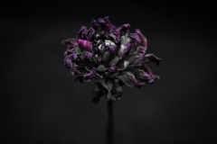 dahlia dried v
