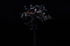 dahlia dried iii