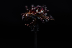 dahlia dried ii