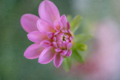 half bloom