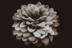 olde timey dahlia