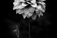 solitary