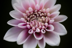 pinky goodness