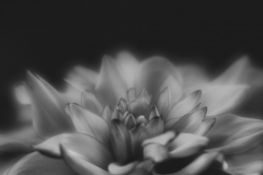 monochrome dahlia fire