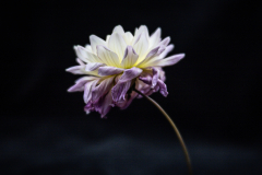 lumiere