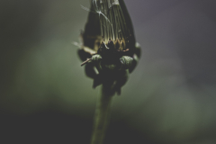 unwished wishes