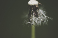 last wishes