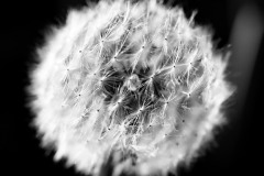 black and white glow lion
