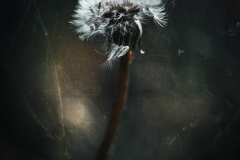 chaos flower