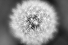 ball of floofy stars