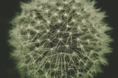 weed sphere weed sphere