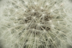 scattered droplets
