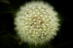 weed sphere 2