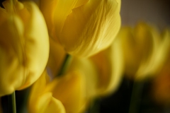 Easter tulips