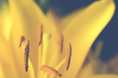 Lilly Details