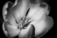 graceful black and white tulip
