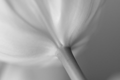 soft light