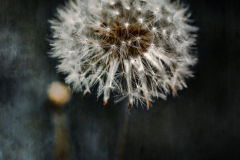 IMG_2939-Edit