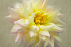 IMG_9552-Edit
