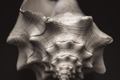 worn by tide and time I