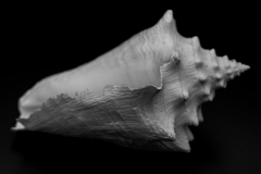 worn by tide and time II