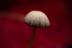 red shroom